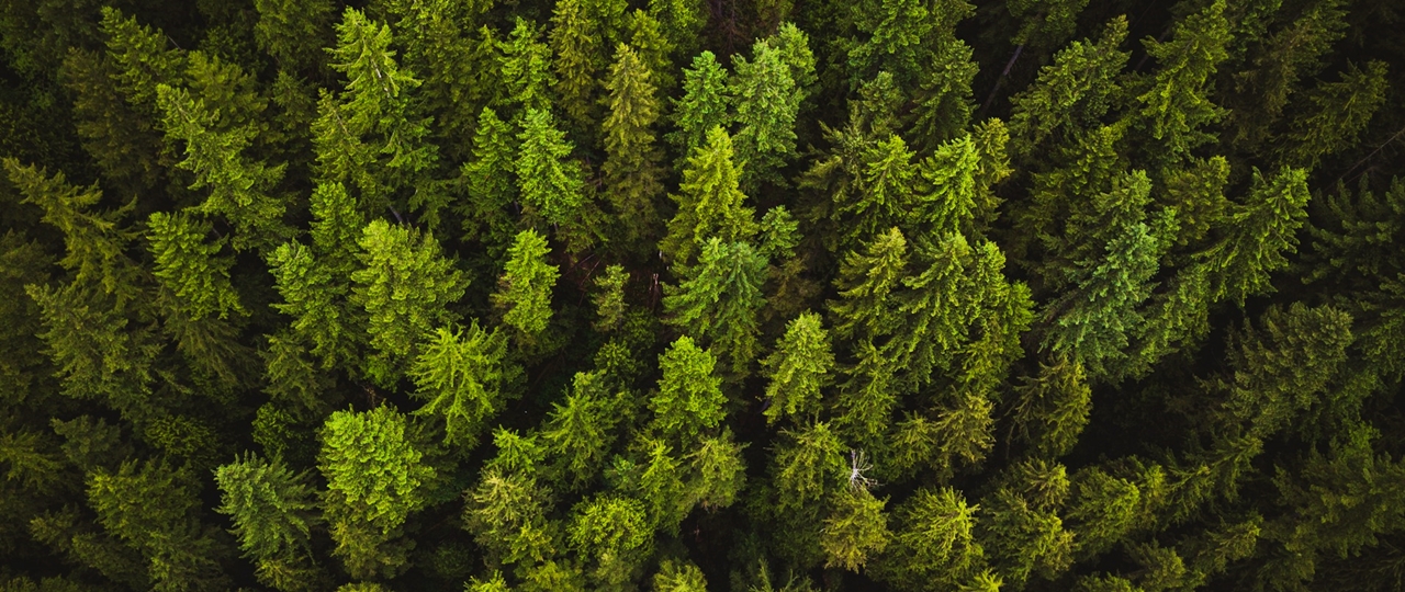 Tree tops at Norvan Falls Trail, North Vancouver, Canada.